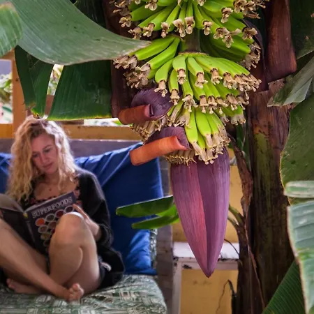 Hostal Tropical House *